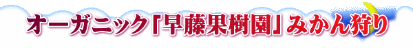 オーガニック「早藤果樹園」みかん狩り